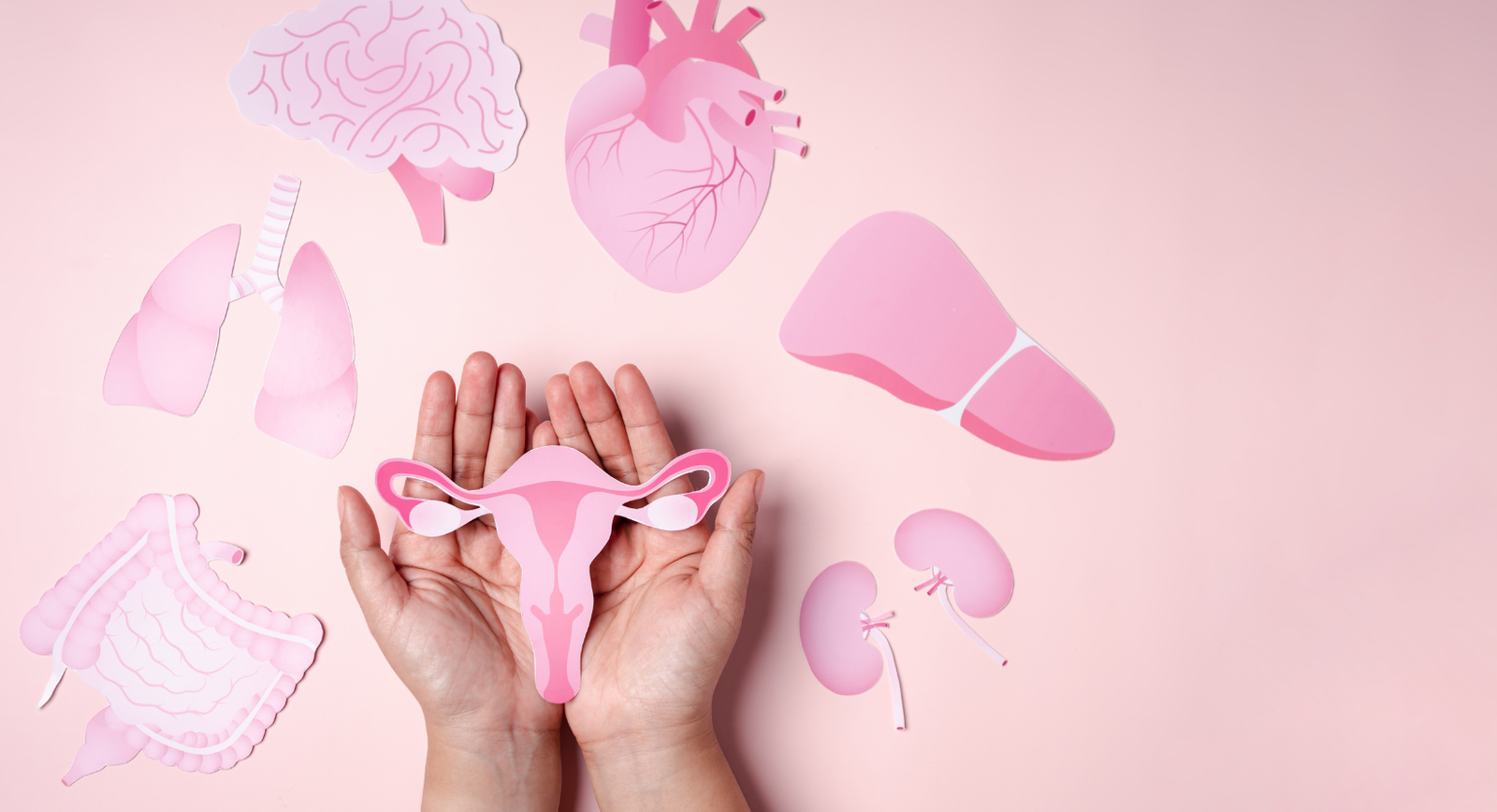 photo- cut out organs representing the female body and women's health